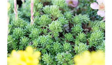 Gartenbaumschule Becker