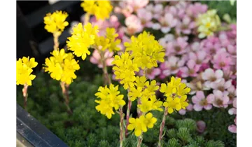 Gartenbaumschule Becker