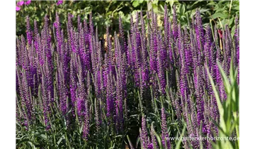 Gartenbaumschule Becker