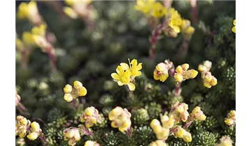 Gartenbaumschule Becker