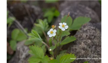 Gartenbaumschule Becker