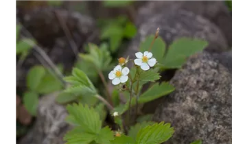 Gartenbaumschule Becker