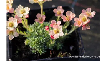 Gartenbaumschule Becker