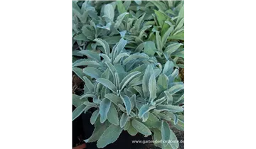 Gartenbaumschule Becker