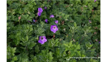 Gartenbaumschule Becker