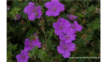 Gartenbaumschule Becker
