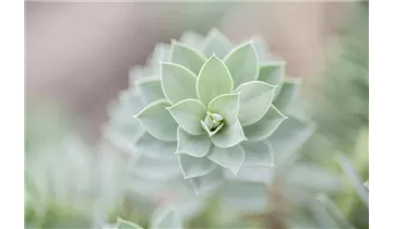 Gartenbaumschule Becker