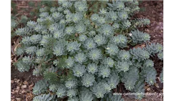 Gartenbaumschule Becker