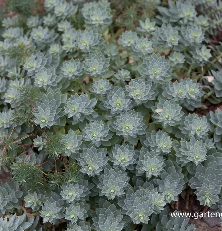 Euphorbia myrsinites