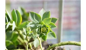 Gartenbaumschule Becker