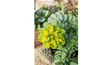 Gartenbaumschule Becker