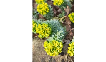 Gartenbaumschule Becker