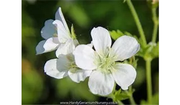 Gartenbaumschule Becker