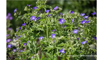 Gartenbaumschule Becker