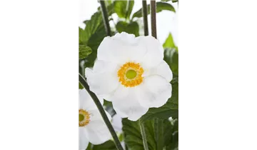 Gartenbaumschule Becker