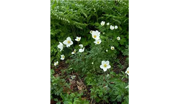 Gartenbaumschule Becker