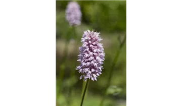 Gartenbaumschule Becker
