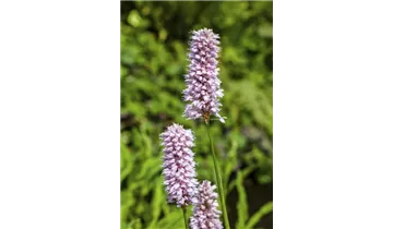 Gartenbaumschule Becker