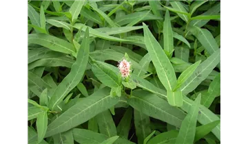 Gartenbaumschule Becker