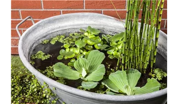 Gartenbaumschule Becker