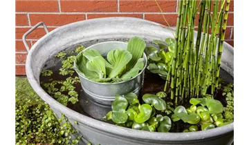 Gartenbaumschule Becker