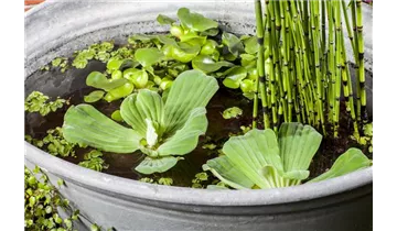 Gartenbaumschule Becker