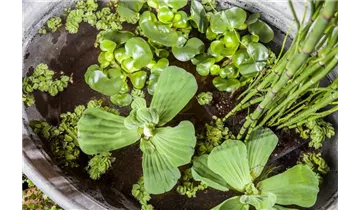 Gartenbaumschule Becker