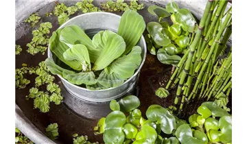 Gartenbaumschule Becker