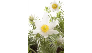 Gartenbaumschule Becker