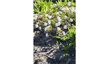 Gartenbaumschule Becker