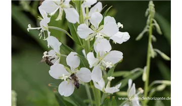 Gartenbaumschule Becker