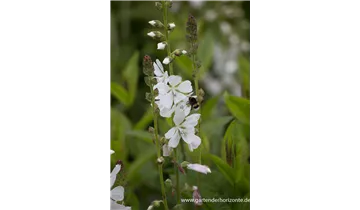 Gartenbaumschule Becker