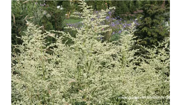 Gartenbaumschule Becker