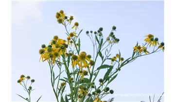 Gartenbaumschule Becker