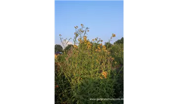 Gartenbaumschule Becker