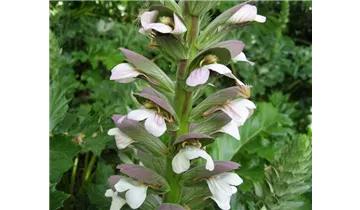 Gartenbaumschule Becker