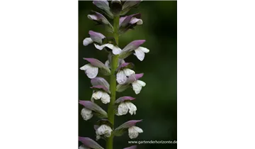 Gartenbaumschule Becker