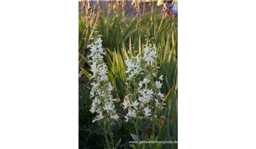 Gartenbaumschule Becker