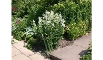 Gartenbaumschule Becker