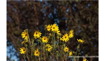 Gartenbaumschule Becker