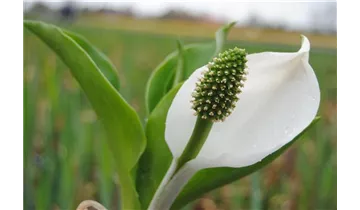 Gartenbaumschule Becker