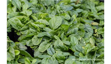 Gartenbaumschule Becker