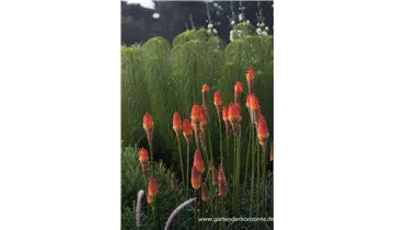 Gartenbaumschule Becker