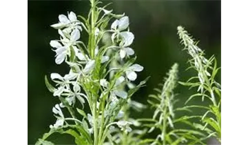 Gartenbaumschule Becker