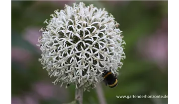 Gartenbaumschule Becker