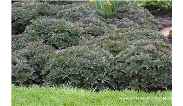 Gartenbaumschule Becker