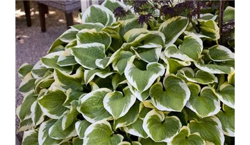 Gartenbaumschule Becker