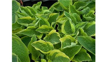 Gartenbaumschule Becker