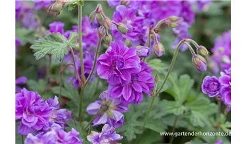 Gartenbaumschule Becker