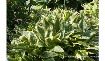 Gartenbaumschule Becker